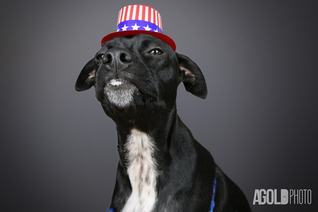 AGoldPhoto_Mister_Tampa Pet Photography_5
