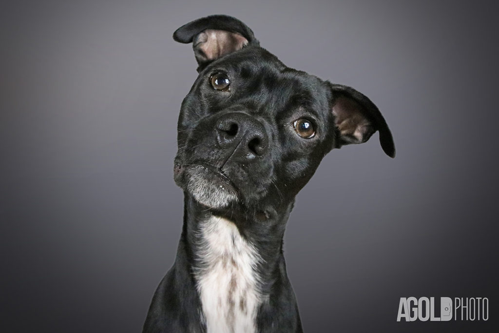 AGoldPhoto_Mister_Tampa Pet Photography_9