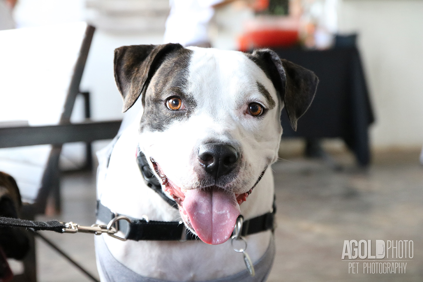 Seminole Heights Pup Crawl_AGoldPhoto Pet Photography_1