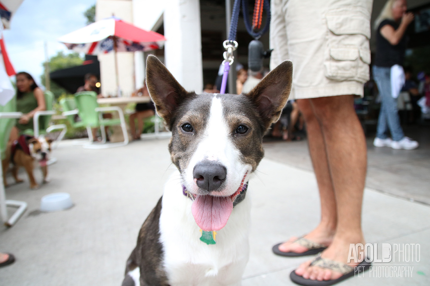 Seminole Heights Pup Crawl_AGoldPhoto Pet Photography_10