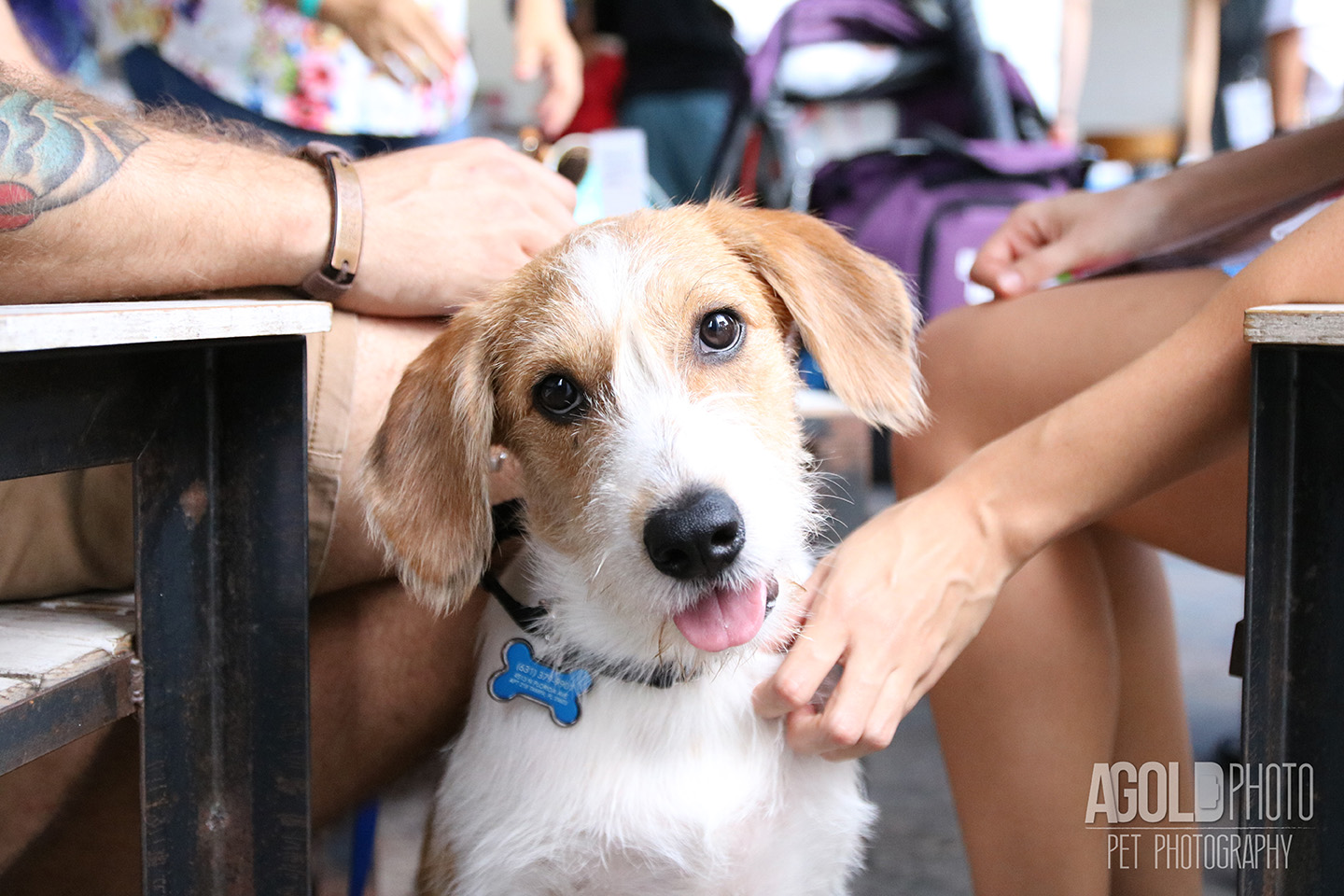 Seminole Heights Pup Crawl_AGoldPhoto Pet Photography_6