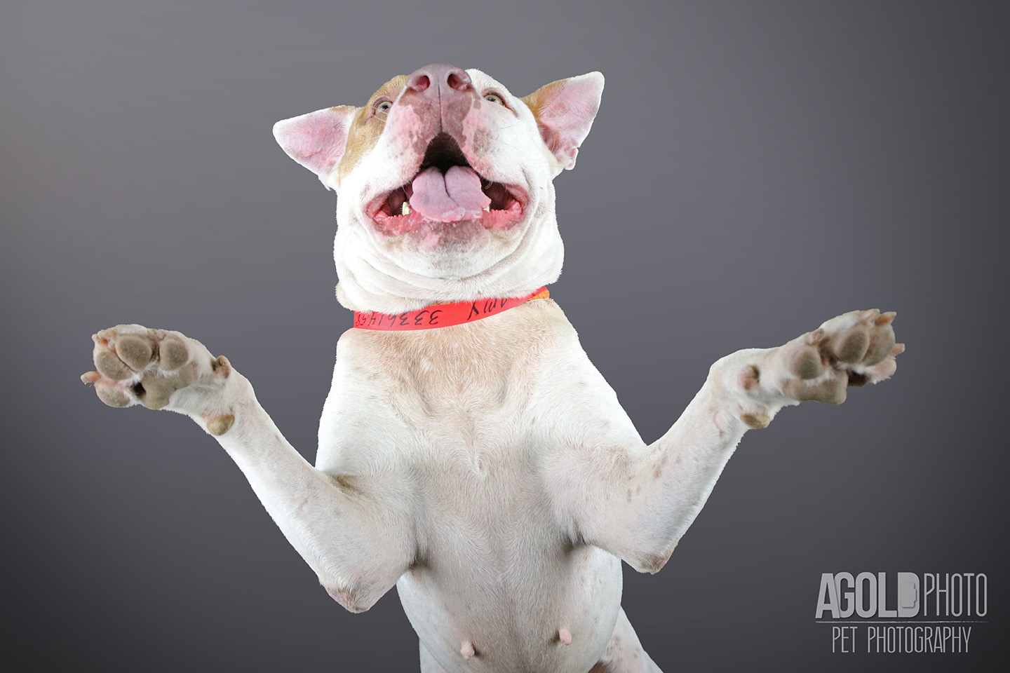 amy_agoldphoto-tampa-pet-photography__agoldphoto-tampa-pet-photography_