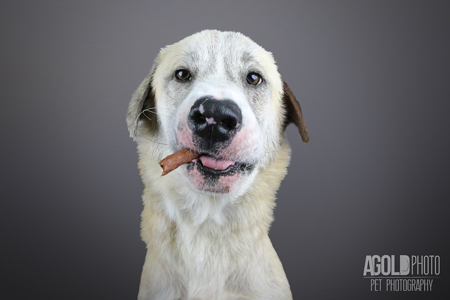 bradley_agoldphoto-tampa-pet-photography__agoldphoto-tampa-pet-photography_