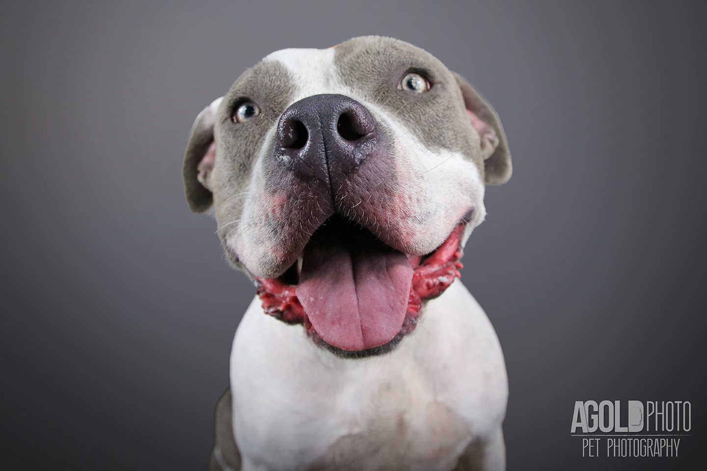 cheif_agoldphoto-tampa-pet-photography__agoldphoto-tampa-pet-photography_