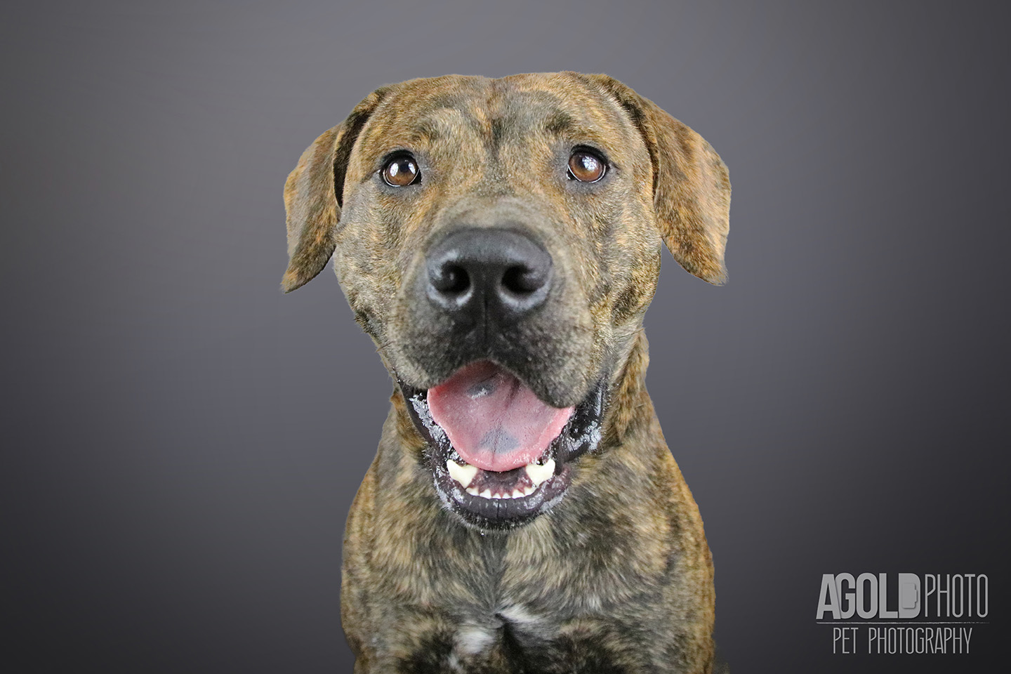 handsome_agoldphoto-tampa-pet-photography__agoldphoto-tampa-pet-photography_