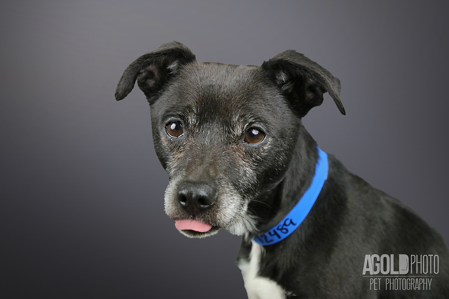 pquito_agoldphoto-tampa-pet-photography__agoldphoto-tampa-pet-photography_