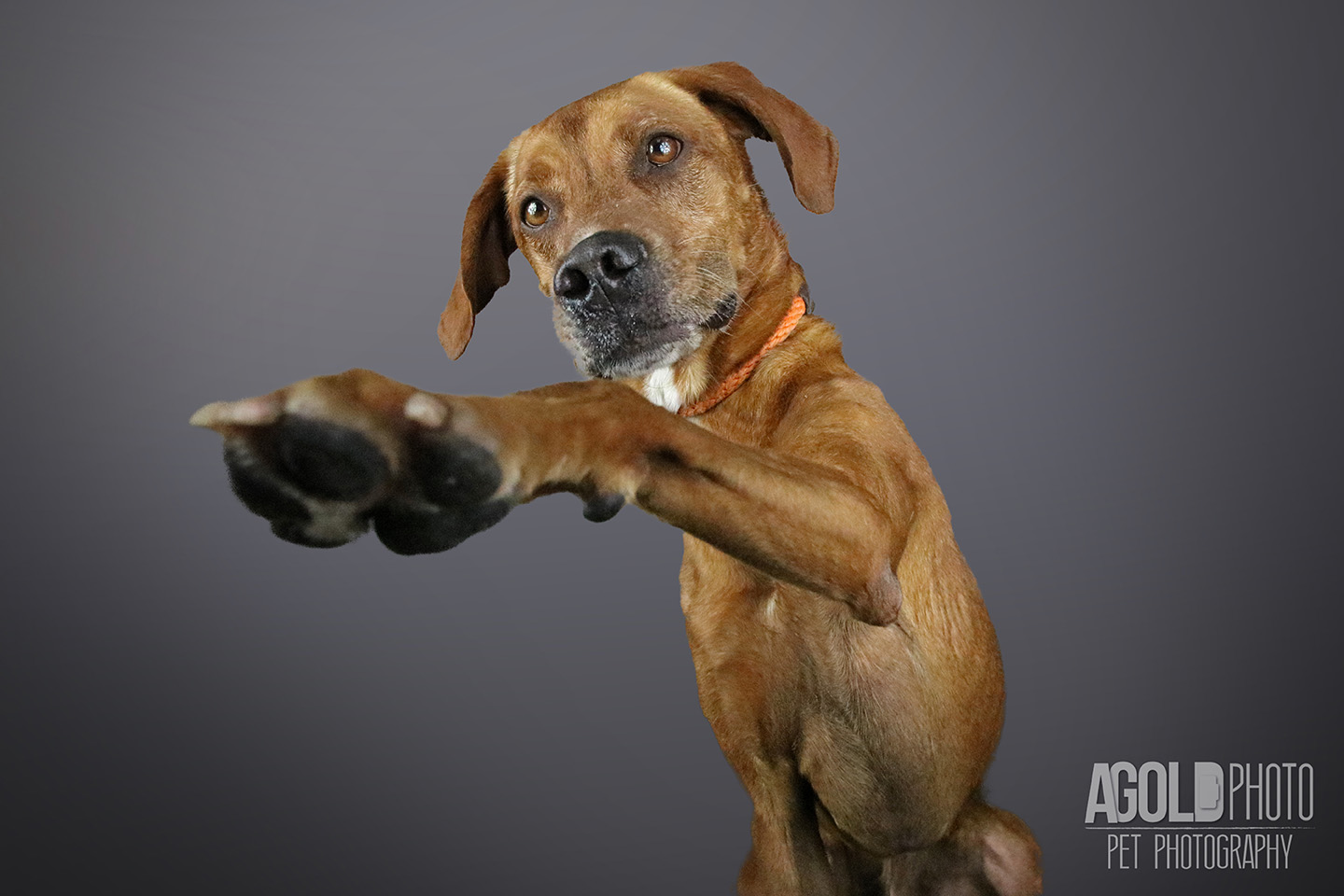 red_agoldphoto-tampa-pet-photography__agoldphoto-tampa-pet-photography_