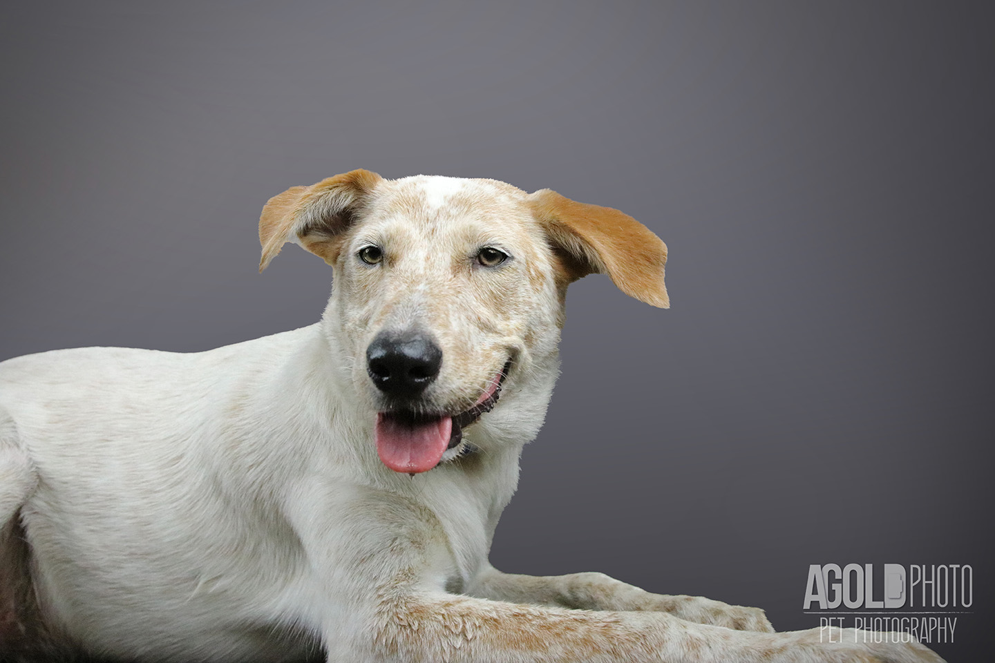 riley_agoldphoto-tampa-pet-photography__agoldphoto-tampa-pet-photography_