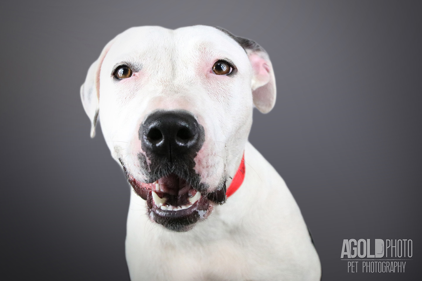 ruthie_agoldphoto-tampa-pet-photography__agoldphoto-tampa-pet-photography_