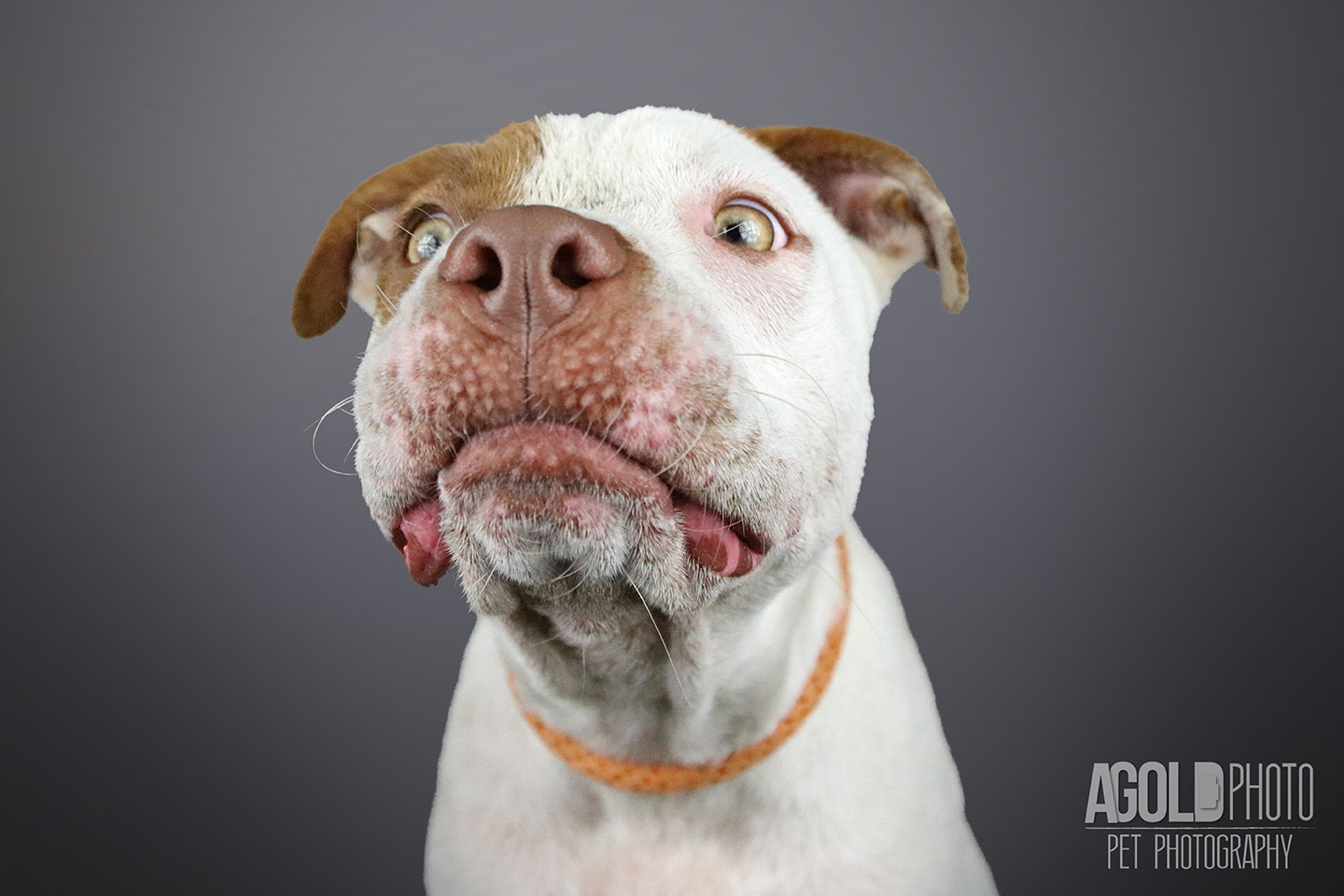 susie-q-1_agoldphoto-tampa-pet-photography__agoldphoto-tampa-pet-photography_