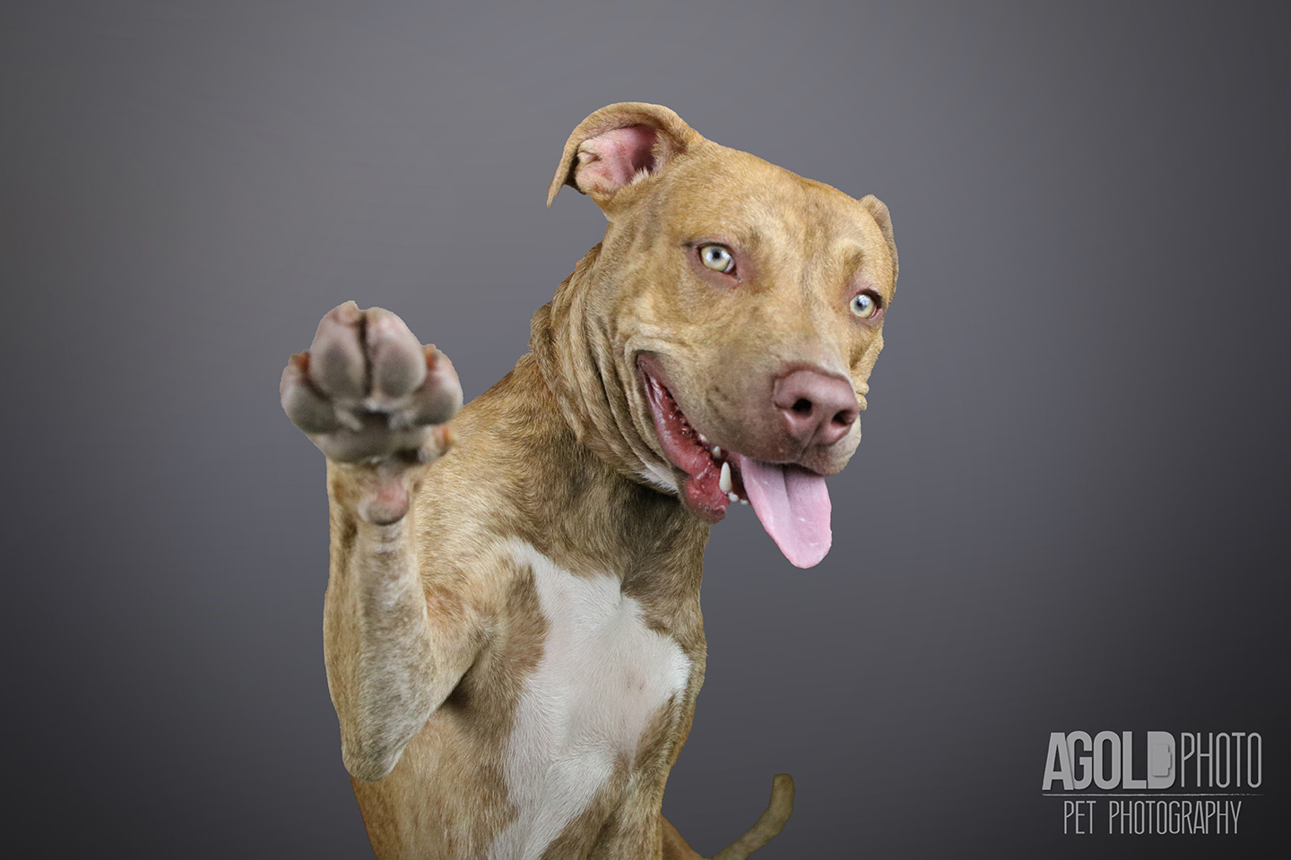 trevor-2_agoldphoto-tampa-pet-photography__agoldphoto-tampa-pet-photography_