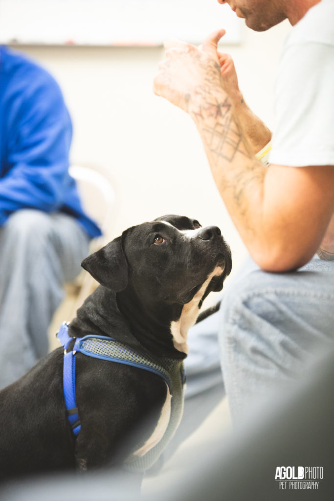 Inmates and hard-to-adopt shelter dogs help each other learn valuable life lessons. 