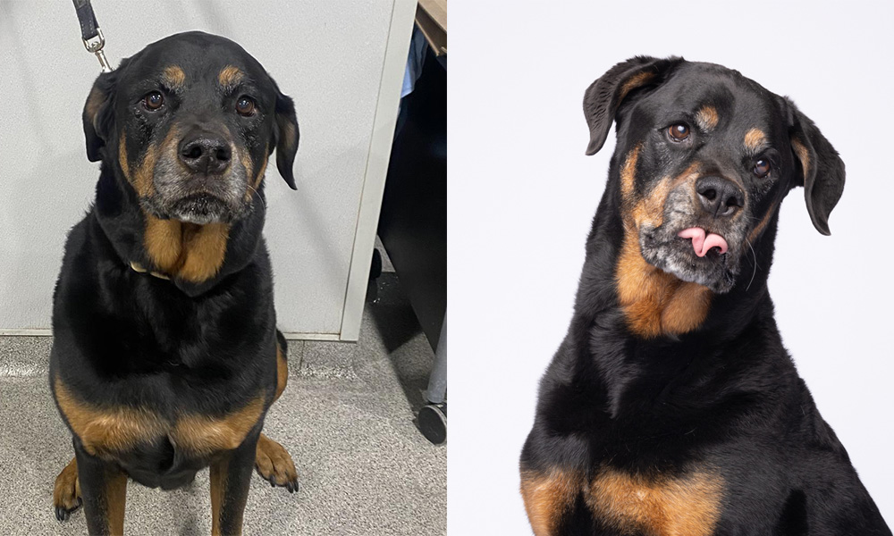 10 Tampa Shelter Pets Get Second Shot Adoption Photos
