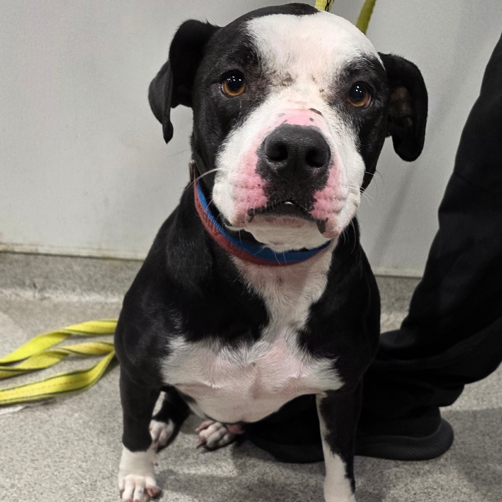 Splash's Intake Photo