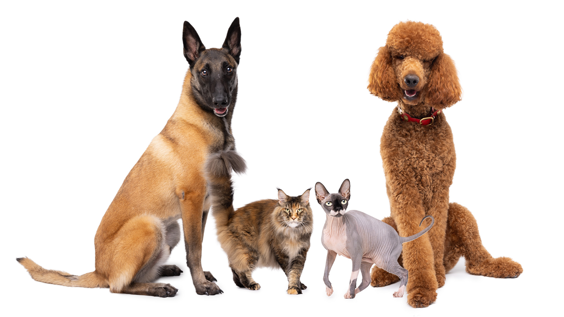 Website_NaturVet 26_Model Call