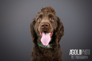 health mutt grooming