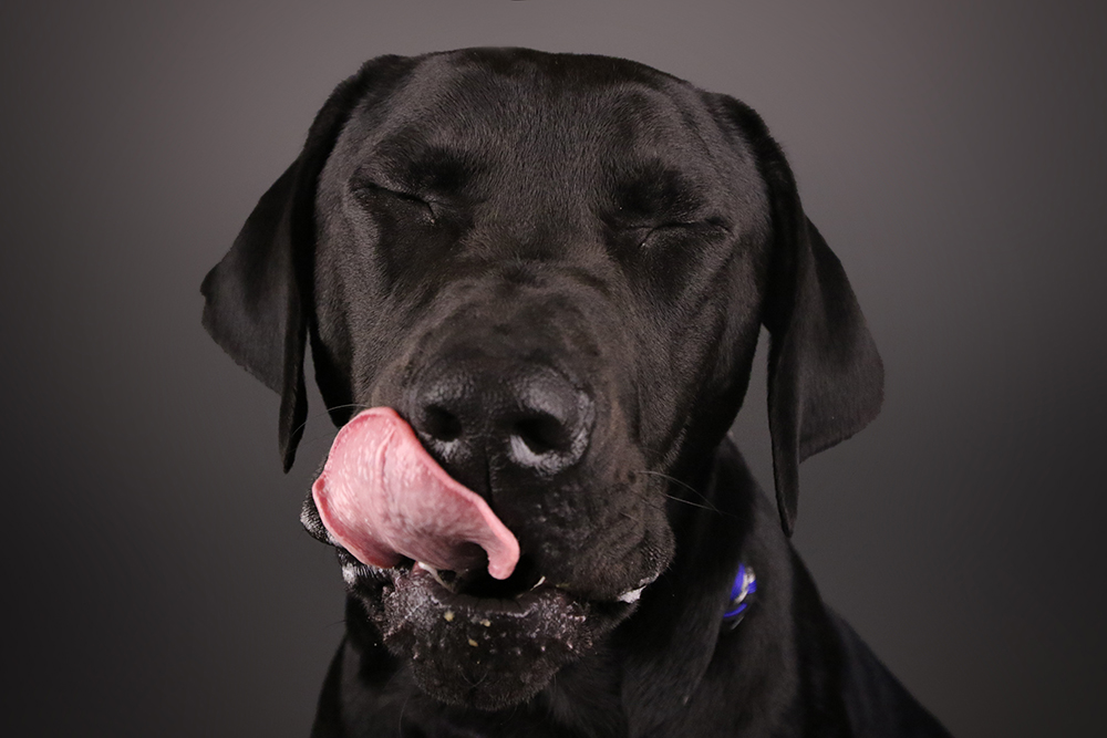 Is Black Dog Syndrome  a Thing AGoldPhoto Pet Photography