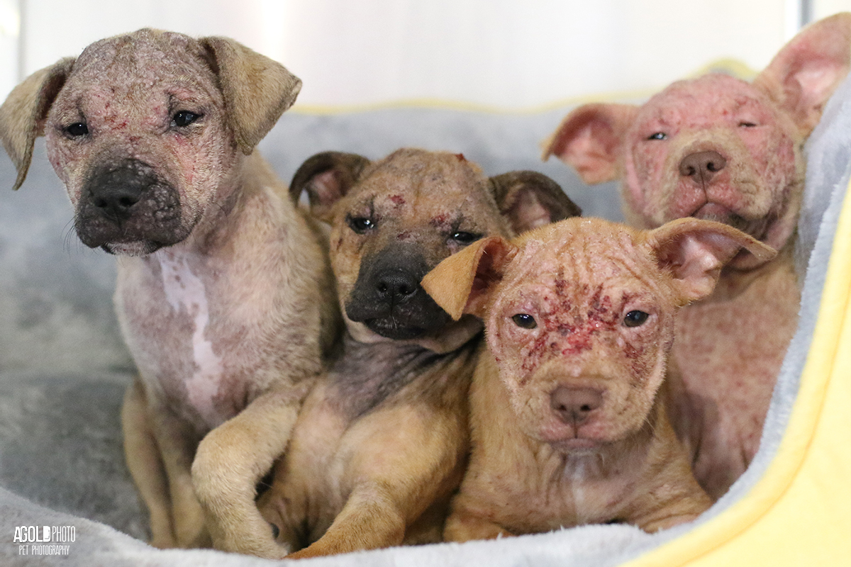 Humane Society Offers Reward for Dumped Puppies ...