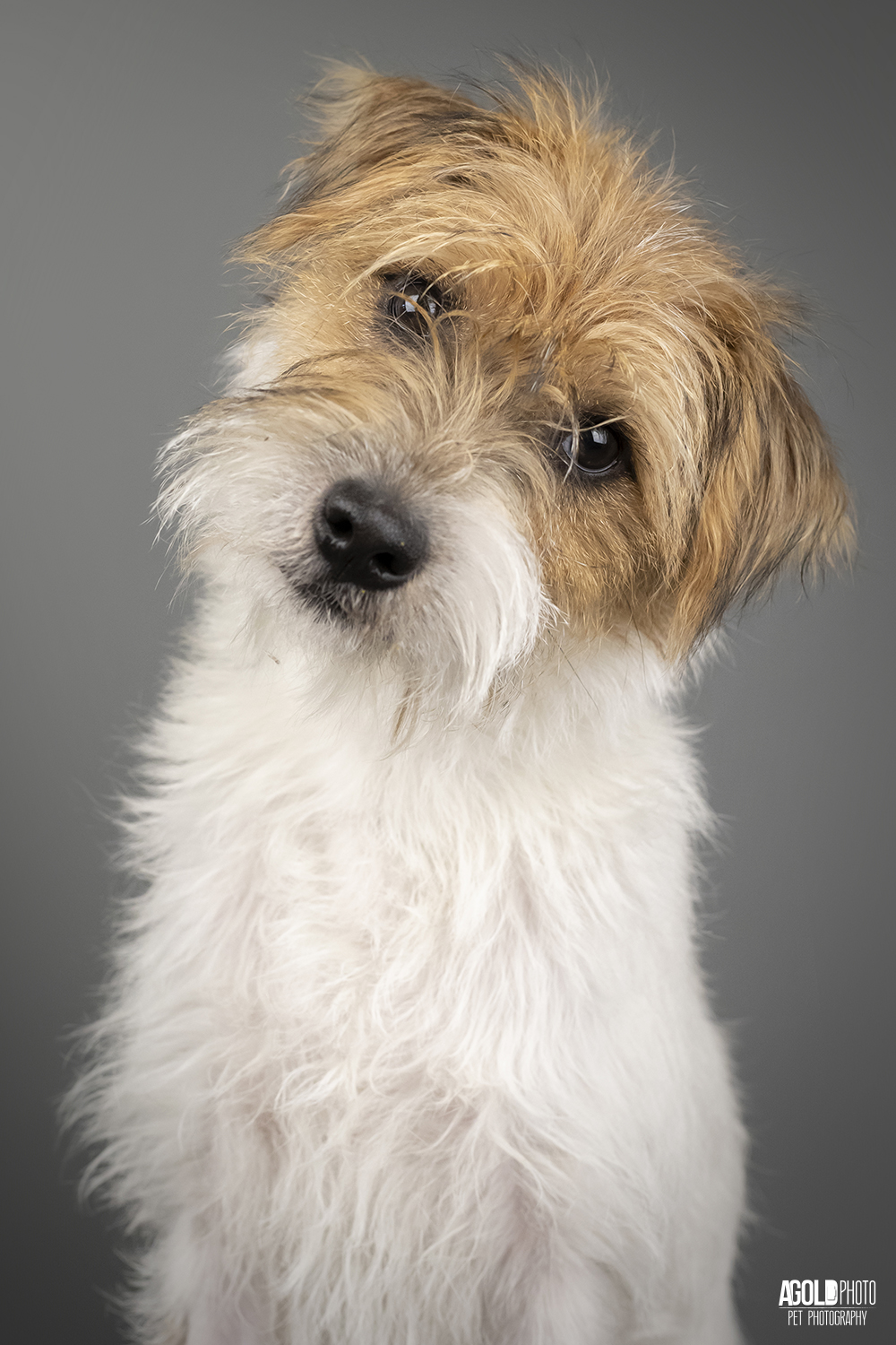 Best Dog Head Tilt - AGoldPhoto Pet Photography