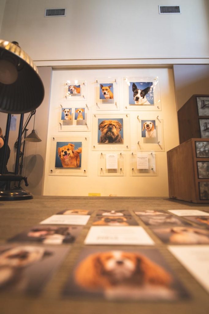 Photo Gallery Helps Promote Pet Adoption - AGoldPhoto Pet Photography