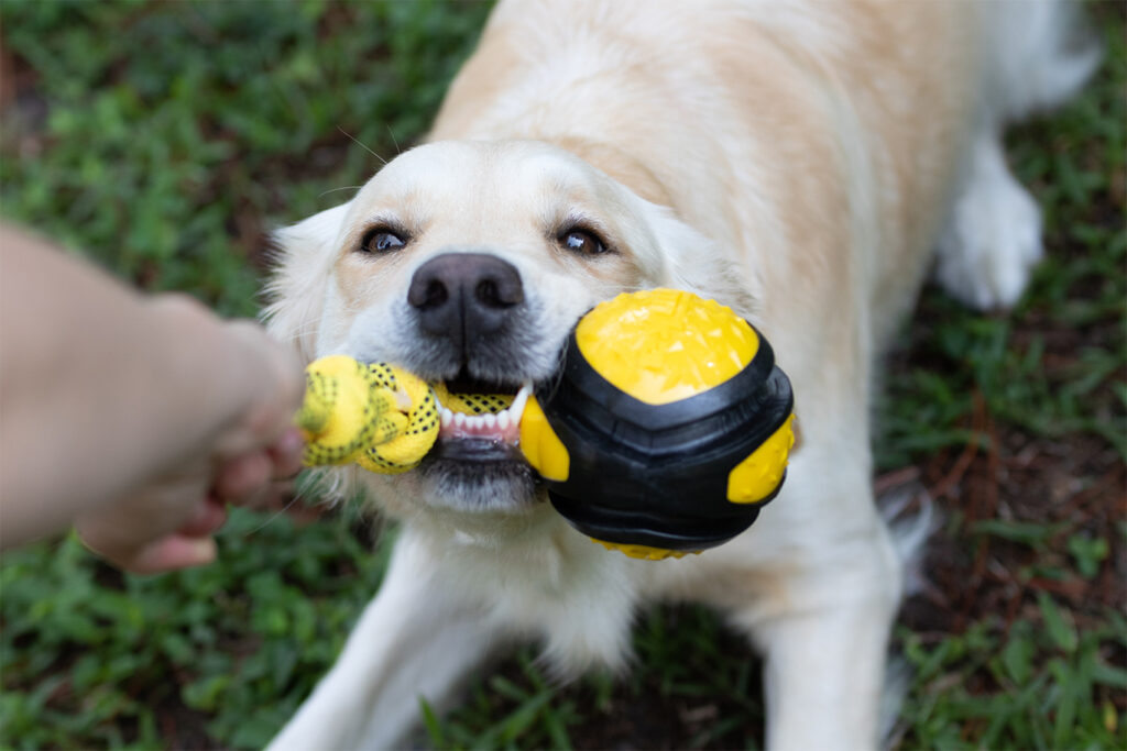 Web_Commercial Pet Photography_Golden and Dog Tug Toy