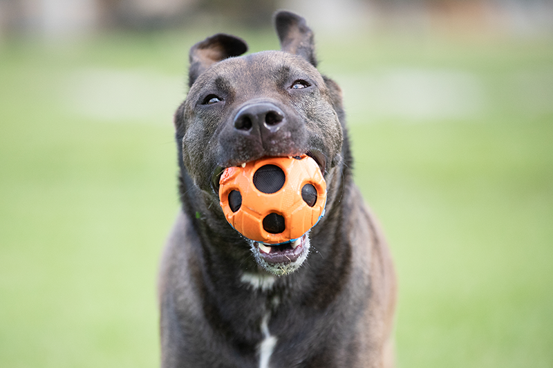 Commercian Pet Photography_Toys_A74I5217