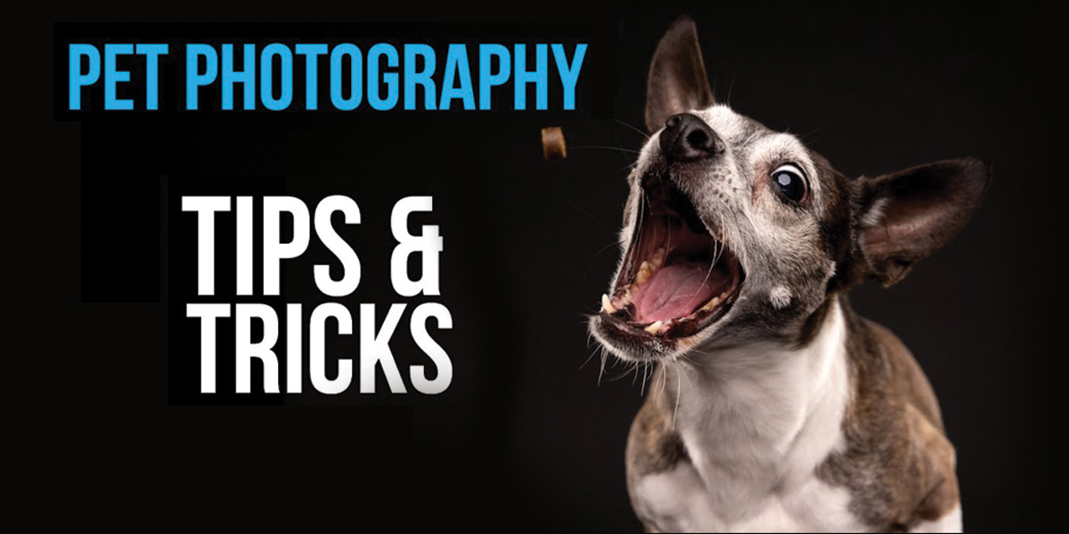 Pet Photography Tips And Tricks Pet Photography Tips And Tricks