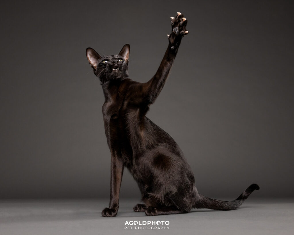 Edit_C02A2354_8x10-social