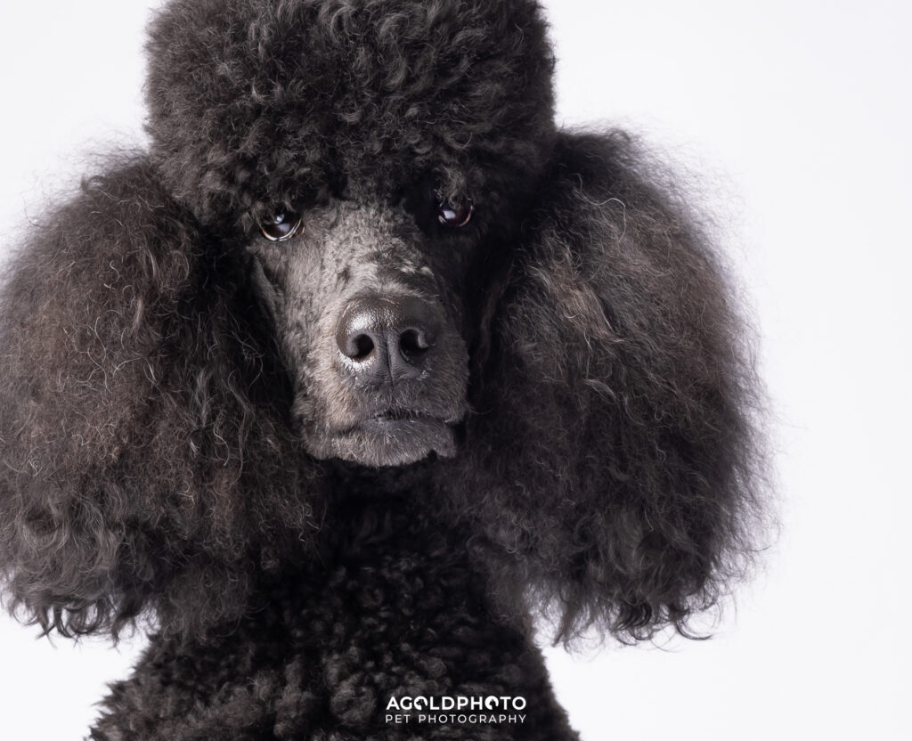 Edit_C02A9401_15x19.5-HR-Social