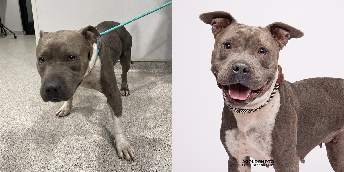 11 Shelter Intake Photos Vs Professional Photos