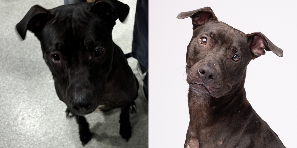 13 Tampa Shelter Pets Get Professional Photos To Give Them a Second Shot at Adoption