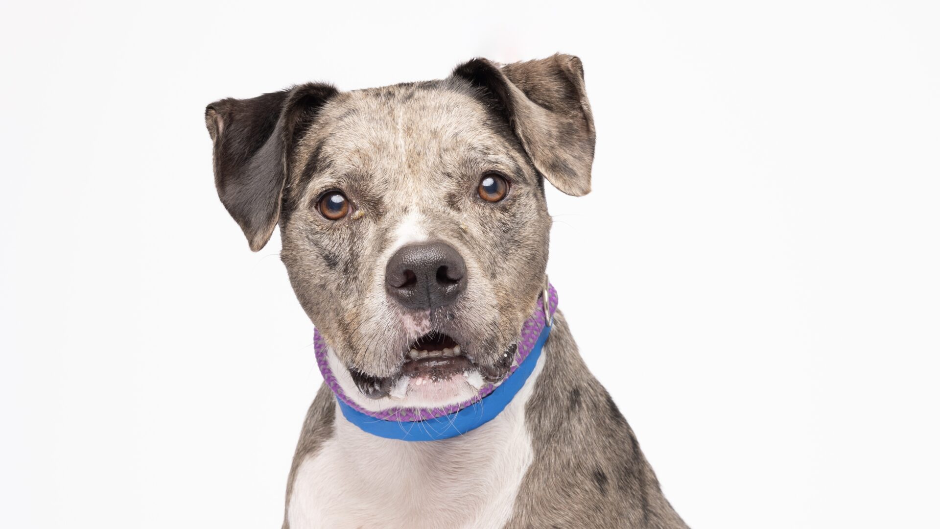10 Tampa Shelter Dogs Looking for their Second Shot