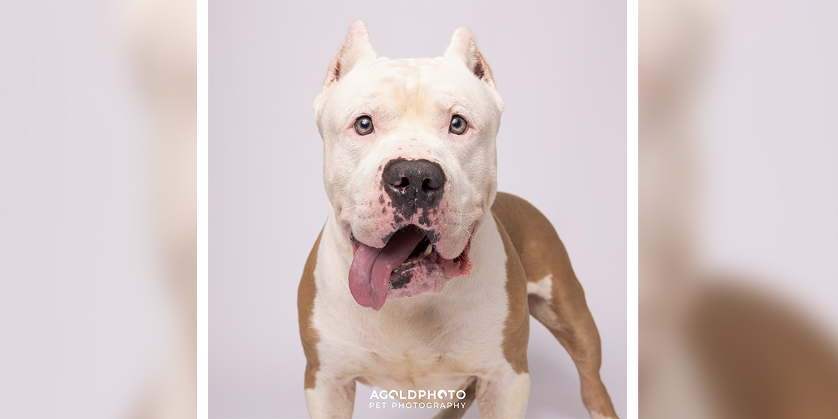 13 Shelter Pets in Tampa Get a “Second Shot” at Adoption