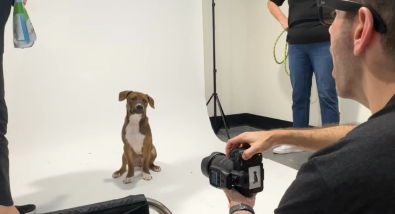 Adopt That Pet You’ve Been Eyeing