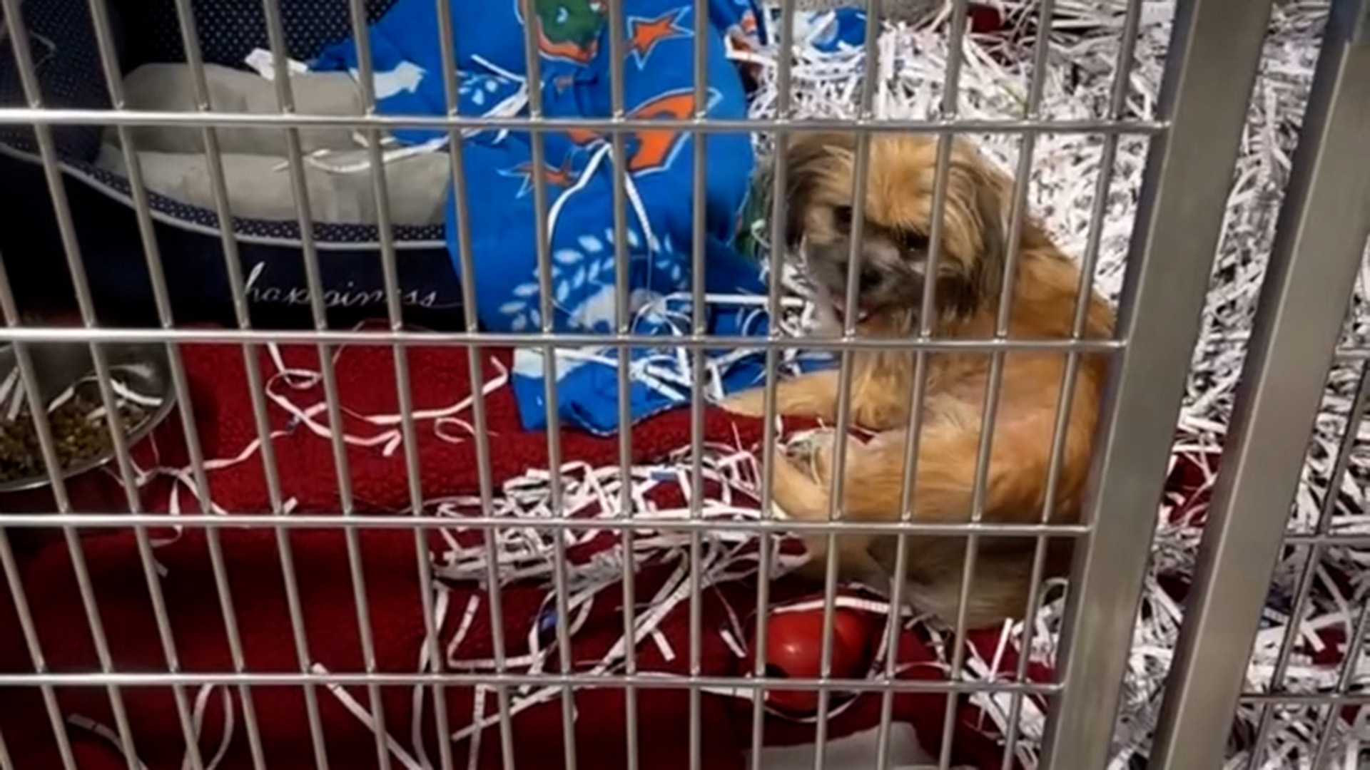 Lights Camera Adoption | New Video Series