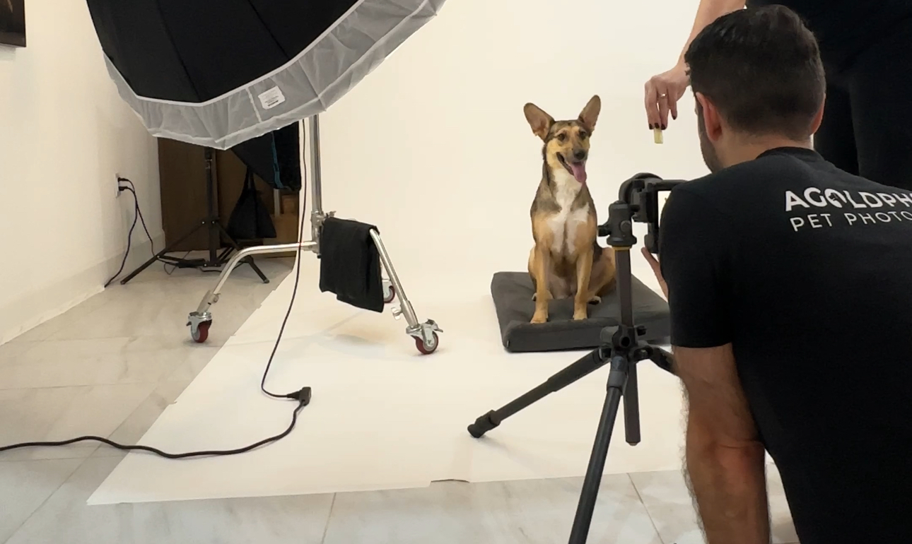 4 Tampa Foster Dogs Gifted Professional Photos to Get Them Adopted
