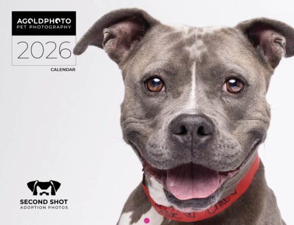 Pre-Sale | 2026 Second Shot Wall Calendar